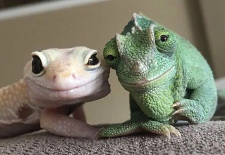 Я хочу ящерицу видео мем Ridiculously Photogenic Gecko Inspires Photoshop Battle, And It’s Hilarious (Add