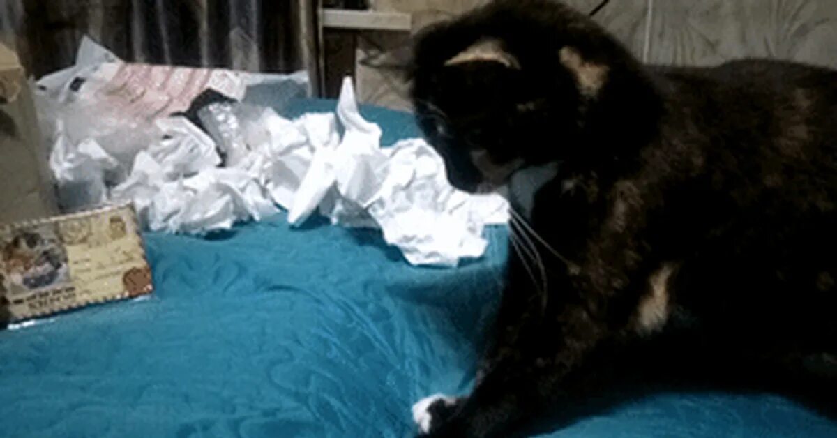 Приезд кота