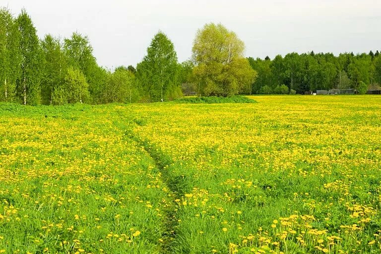 В каком зеленом луге. Поляна луг. Леса поля Луга. Лесная Поляна с одуванчиками. Зеленые Луга.