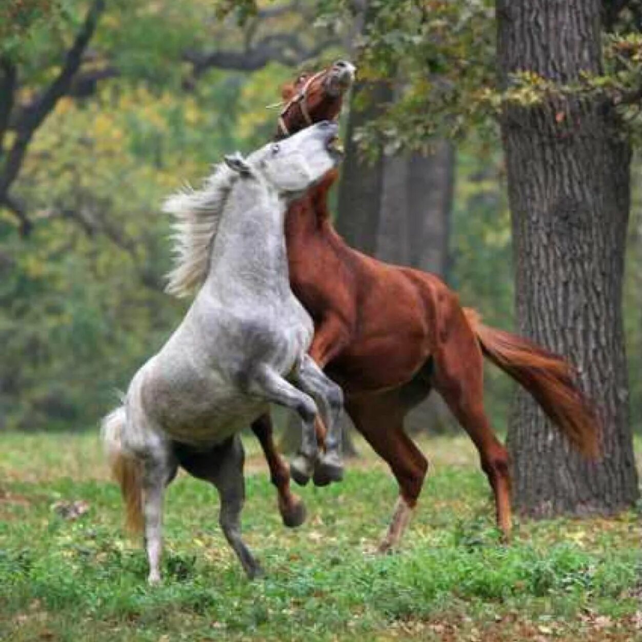 Horses are beautiful. Влюбленные лошади. Две лошади. Красивые лошади. Красивая пара лошадей.