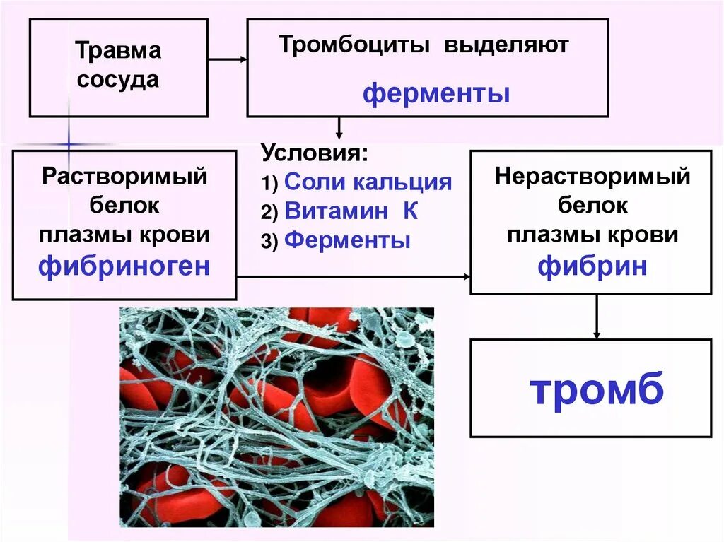 Фибриноген группа белков. Фибриноген это растворимый белок плазмы. Функции крови 8 класс биология. Система крови физиология.