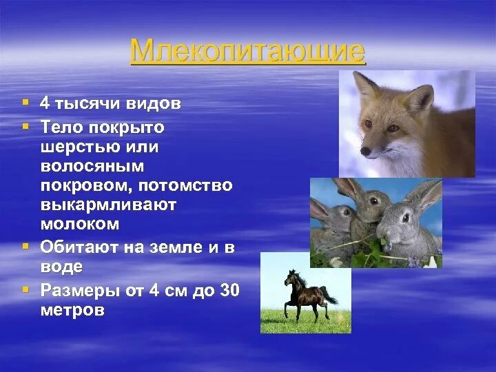 Звери млекопитающие 2 класс окружающий. Млекопитающие животные. Звери млекопитающие 2 класс окружающий. Название всех млекопитающих животных. Млекопитающие животные.