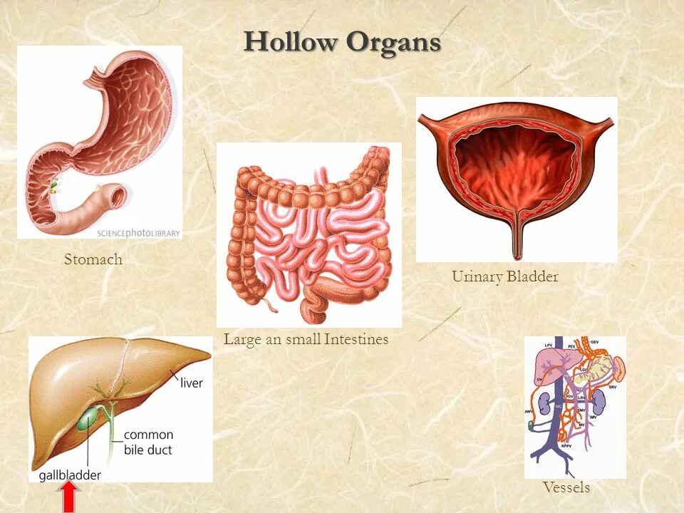 Мочевой пузырь печень. Тонкий кишечник и мочевой пузырь. Органы забарьерными органами. Мочевой пузырь из тонкой кишки резервуара.