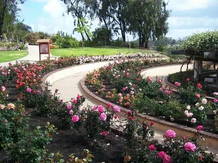 Rose garden 1