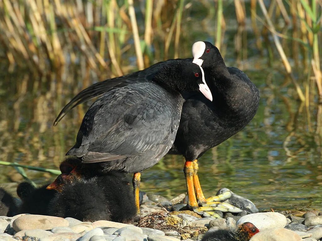 Утка лысуха фото. Лысуха (Fulica atra). Лысуха пастушковые. Утка лысуха самка. Гагара лысуха.