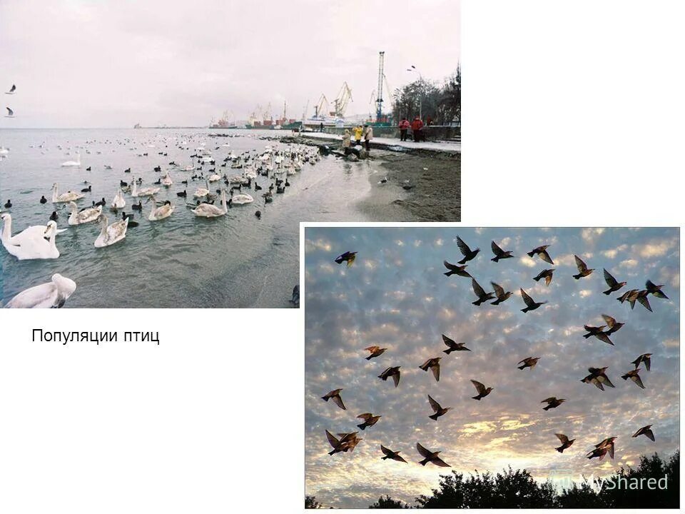 Сохранение популяции птиц. Сезонная миграция животных. Императорский пингвин в антарктиде. Виды птиц в популяции. Колониальные птицы примеры.
