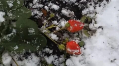 Что можно найти под снегом