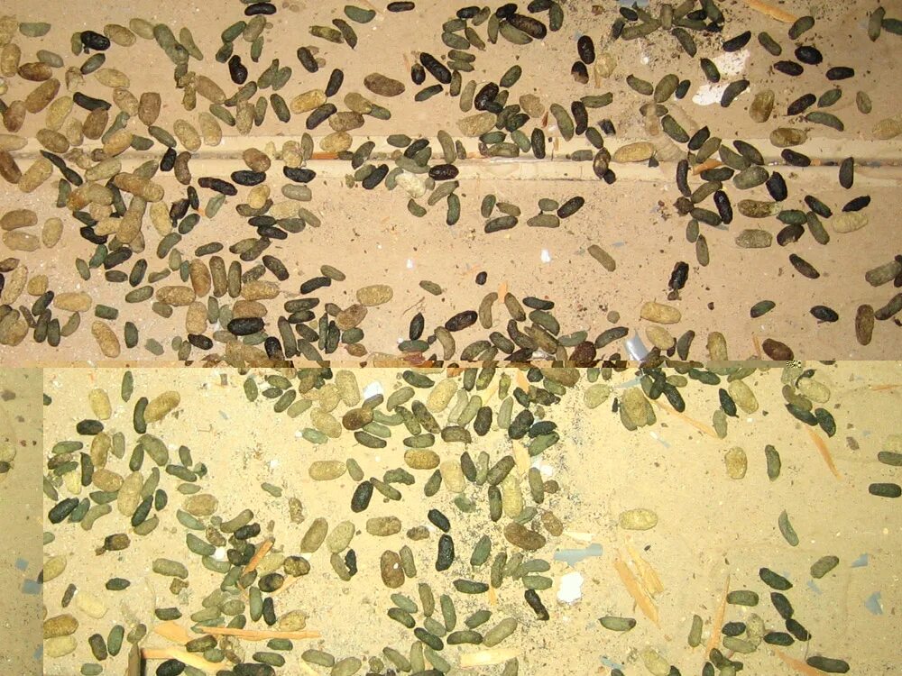 Мышиные какашки
