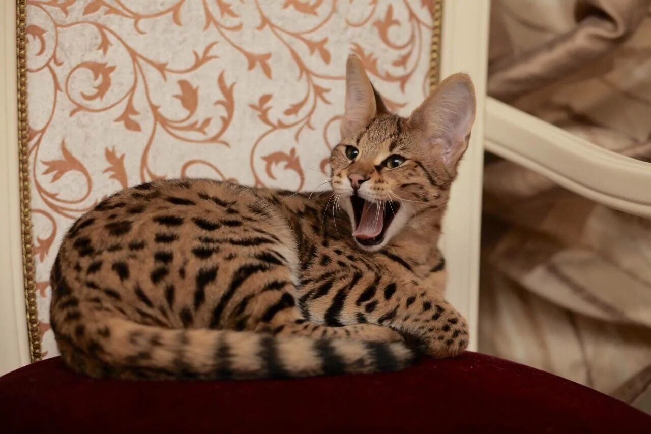 Содержание больших кошек