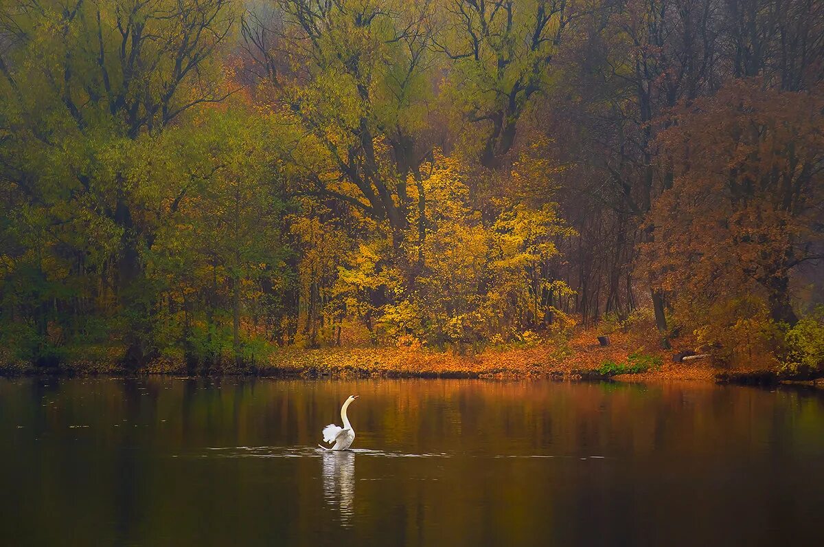 осеннюю тишину. осень туман. осень тишина фото. осень озеро. осеннюю тишину.