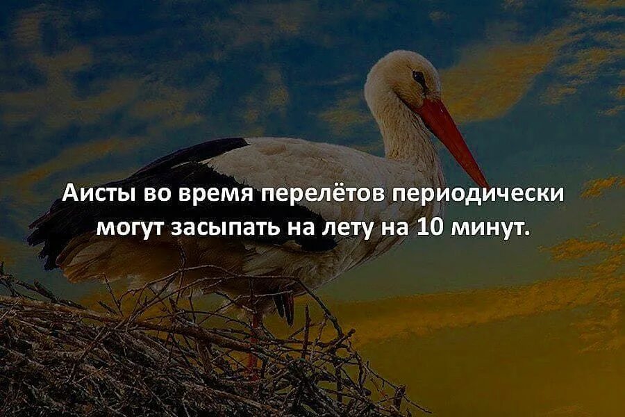 Почему много аистов. Интересные факты о аистах. Факты про аиста. Аист интересные факты для детей. Интересные факты про аистов.