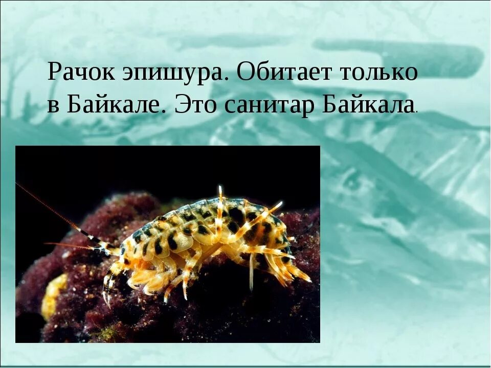 Живые организмы байкала. Байкал рачок эпишура. Озеро Байкал рачок эпишура. Эпишура эндемик Байкала. Рачки Байкала.