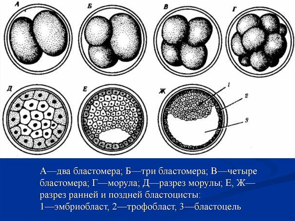 Этапы эмбриогенеза ланцетника. Этапы онтогенеза бластула гаструла нейрула. Эмбриогенез дробление зиготы. Морула бластула бластоцель. Эмбриогенез дробление зиготы.