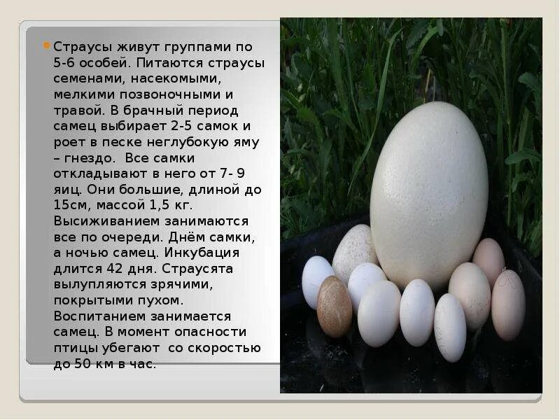 Особенности яйца птиц. Страусообразные высиживают яйца. Внешний вид яйца. Сообщение про страусинух яйцах. Яйца птиц.