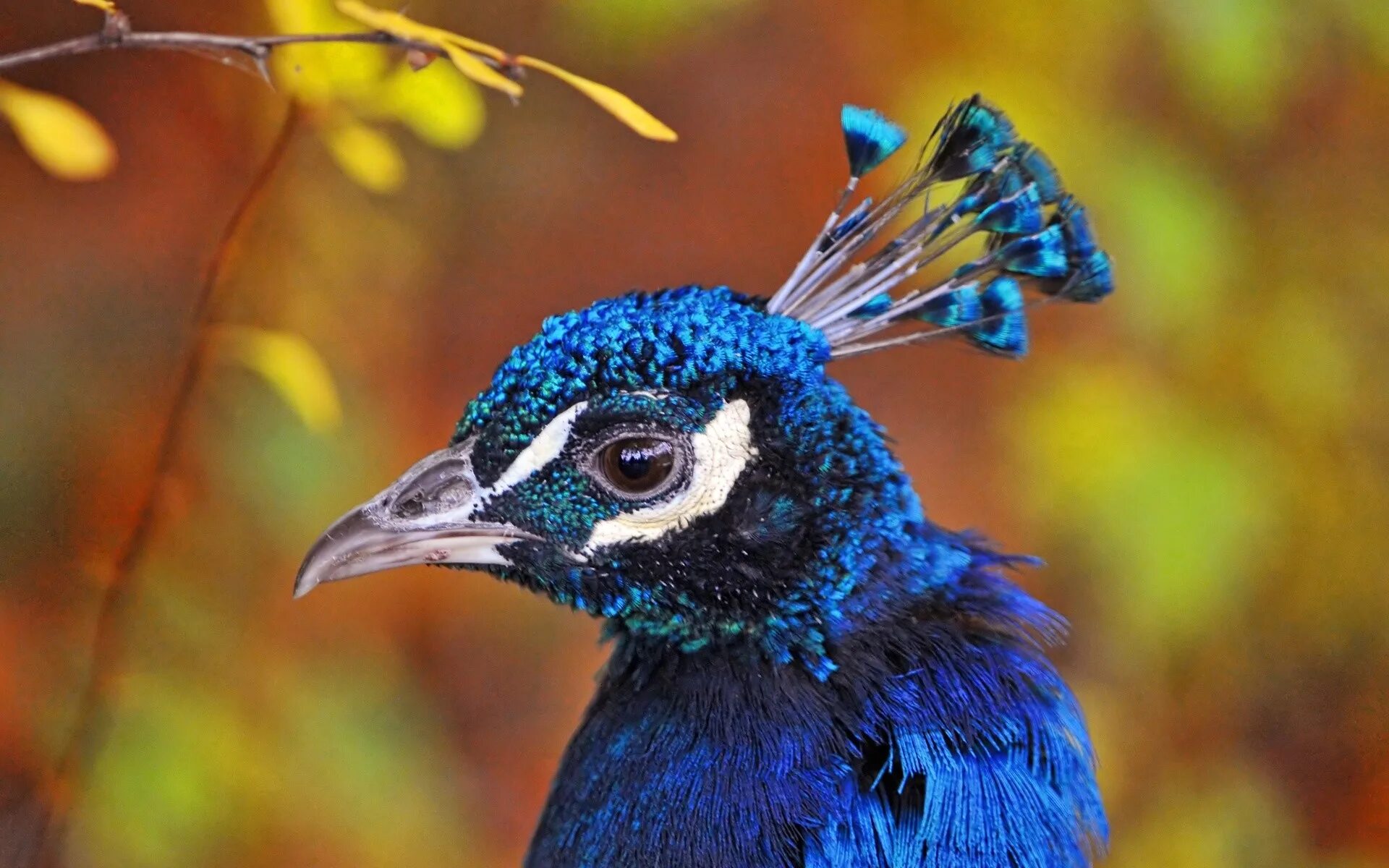 Какая птица имеет большие глаза. Птицы Тукан Павлин. Птица с синей головой. Птица с голубыми глазами.