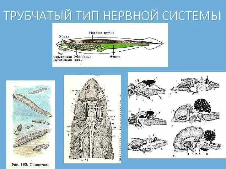 Типы нервной системы и их представители. Типы нервной системы узловая трубчатая. нервная система трубчатого типа. трубчатый вид нервной системы. типы нервной системы у животных.