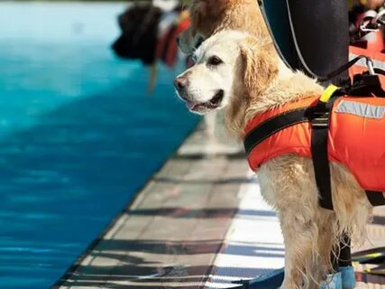 dog water life jacket.