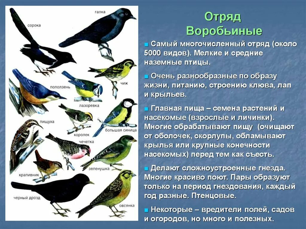 Птицы класс отряд семейство. Отряд воробьиные представители. Представители воробьинообразных птиц отряда. Отряд Воробьинообразные общая характеристика.