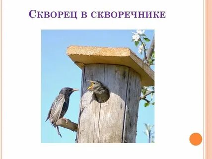 Скворечники какой падеж