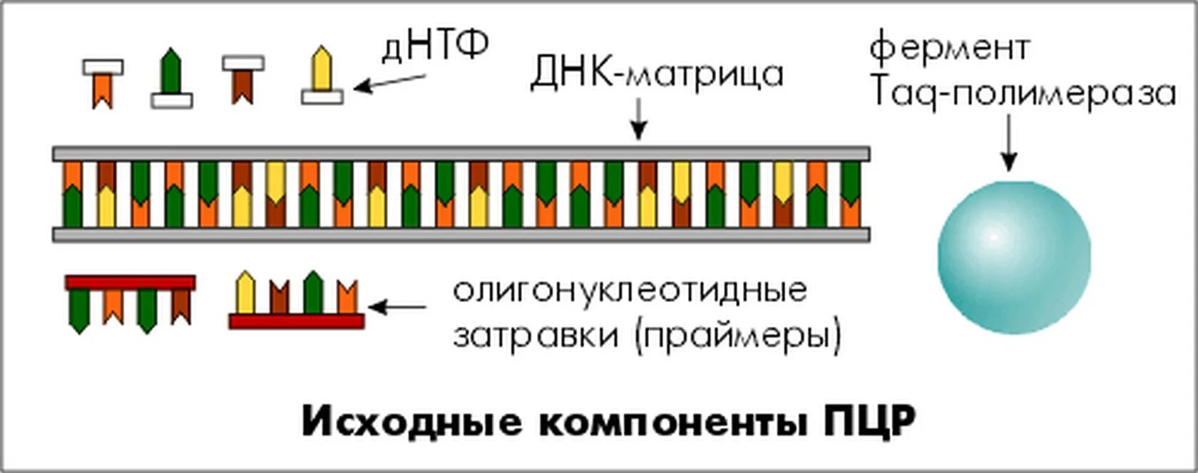 Компоненты полимеразной цепной реакции. Компоненты реакционной смеси для ПЦР. ПЦР компоненты реакции. . Полимеразная цепная реакция (ПЦР). Этапы.