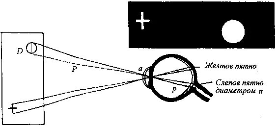 Слепое пятно на сетчатке глаза опыт Мариотта. Опыт Мариотта слепое пятно. Эксперимент слепое пятно глаза. Опыт Мариотта слепое пятно лабораторная работа. Слепого пятна сетчатки глаза