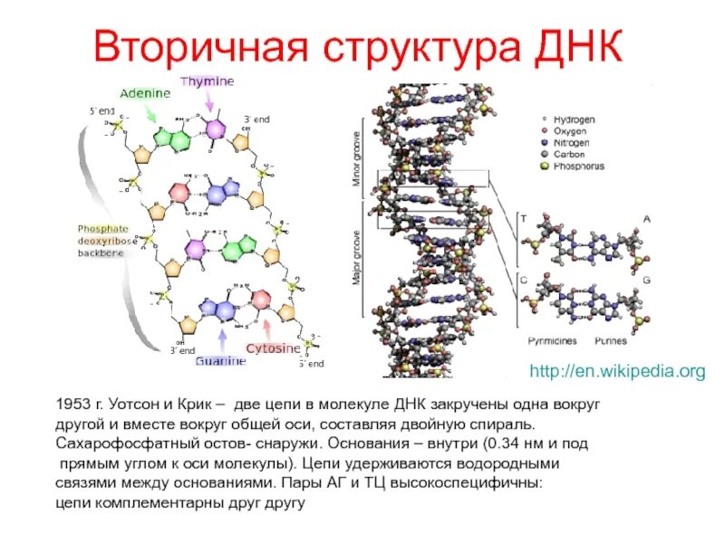 Молекула днк вторичная структура. Вторичная структура днк формула. днк состав строение. вторичная структура молекулы днк. первичная и вторичная структура днк схема.