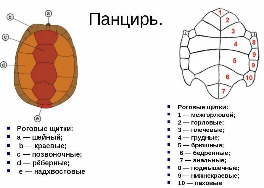 Толщина панциря черепахи. Строение черепахи карапакс и пластрон. Карапакс черепахи строение. Строение панциря черепахи. Строение панциря красноухой черепахи.