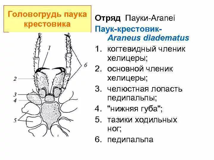 Хелицеры паука строение. Ротовые конечности паука крестовика. Хелицеры и педипальпы паука. Строение педипальпы паука.