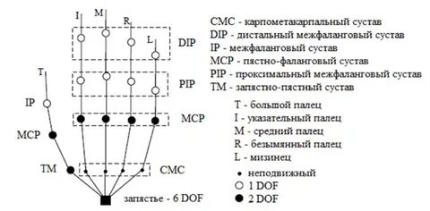 Степени свободы человека