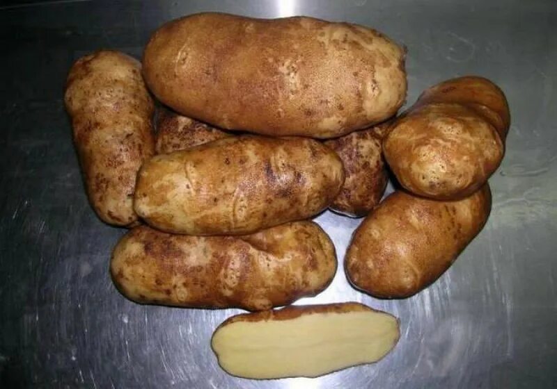 Картофель лапоть отзывы. Новатор картофель. Картофель Фаворит. Сорт картошки Инноватор. Картофель сорт Новатор.