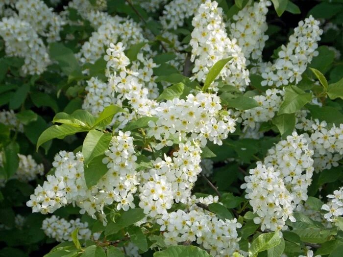 "черемуха". Есенин с. Есенин черёмуха романс. Черёмуха душистая с весною расцвела. Черёмуха душистая с весною расцвела.