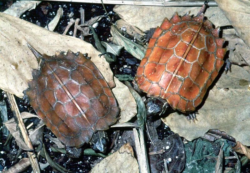 Горная черепаха Шпенглера Geoemyda spengleri. Leaf черепаха. Nissan Leaf черепаха. Ryukyu Leaf Turtle.