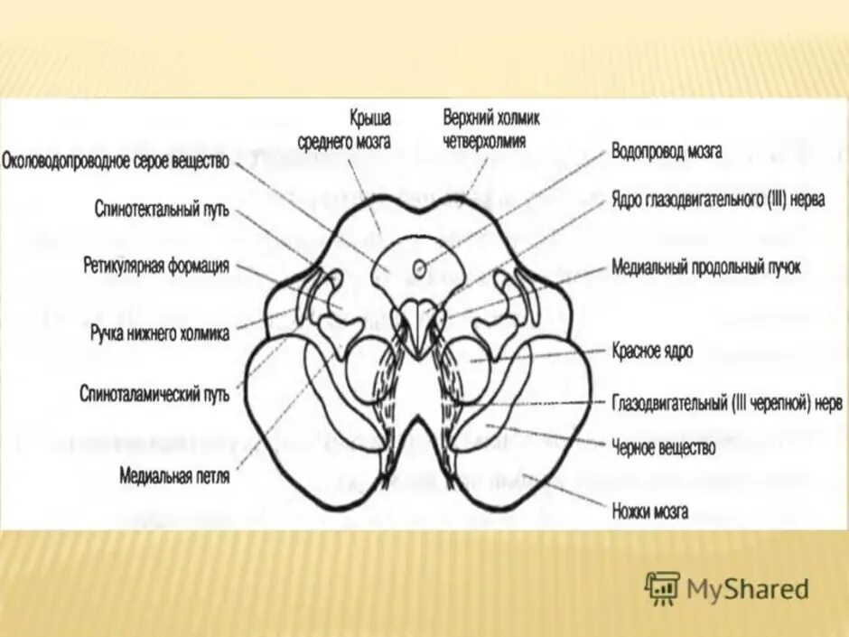 Средний мозг анатомия ядра. Красное ядро среднего мозга схема. Покрышка среднего мозга анатомия. Верхние Бугры крыши среднего мозга.