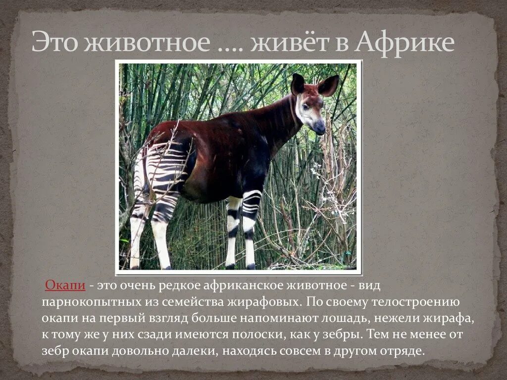 Необычное животное описание. Золотистая хоботковая собачка. Мускусная кабарга. Какое редкое животное встречается. Окапи эндемик.