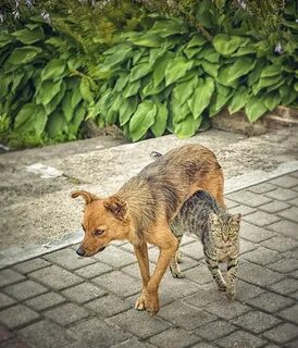 Котопес фото