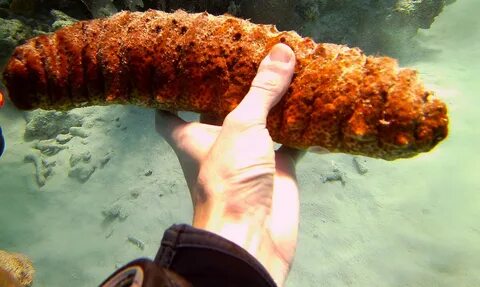 Как едят морской огурец видео
