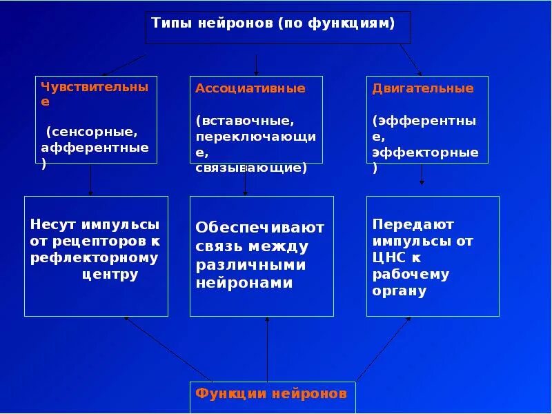 Физиология спинного мозга - презентация, доклад, проект скачать