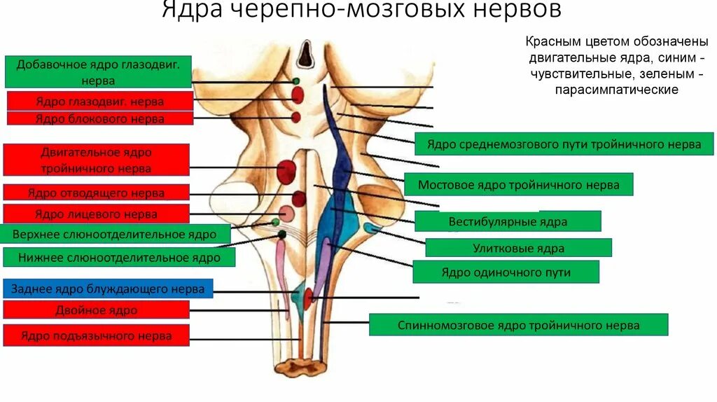 Сколько живет нерв. Двигательные ядра черепных нервов и их функции таблица. Расположение чувствительных ядер черепно мозговых нервов. Двигательные ядра черепно мозговых нервов. Двигательные ядра черепомзговых нервов.