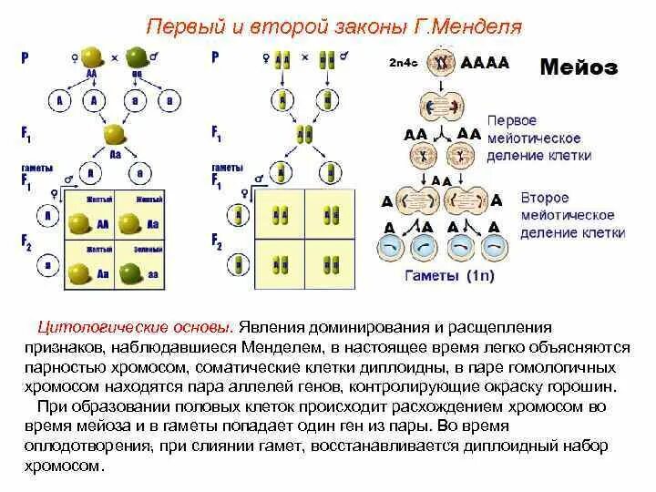 Наследственные задатки по менделю. 2 Закон Менделя закон независимого наследования. Закон расщепление признака 2 закон Менделя. 1 Закон Менделя генетика. Расщепление по фенотипу 2 закон Менделя.