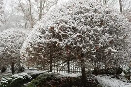 Cuidando los árboles en invierno " Así pasan el frío