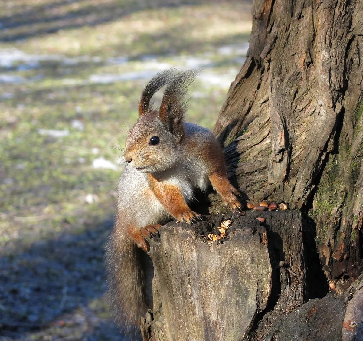 Белка с грибом. Белка другим словом. Описание белки. Рассказ про белку. Белка рассказ.