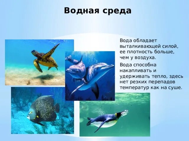 Особенности организмов в водной среде обитания. Презентация водная среда. Водная среда обитания. Обитатели водной среды обитания. Презентация на тему водная среда..