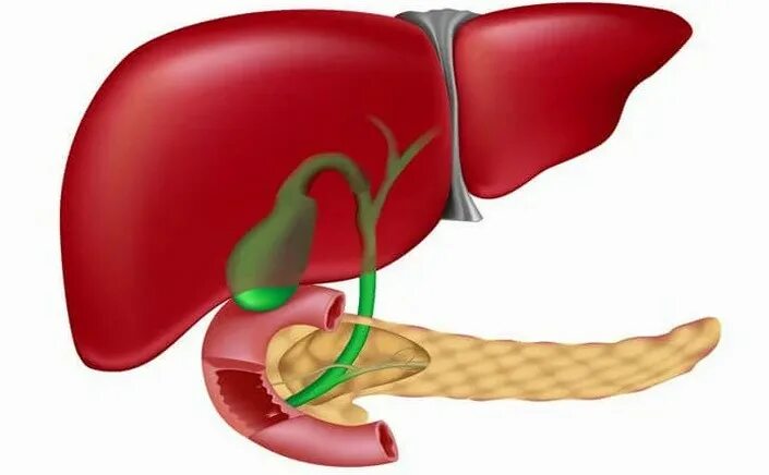 Панкреатический сок печени. Панкреатит желчного пузыря. Желчный пузырь и поджелудочная железа. Печень и желчный пузырь. Печень и поджелудочная железа.