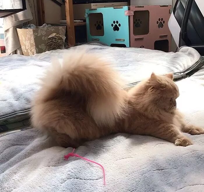 Pin on Furpower