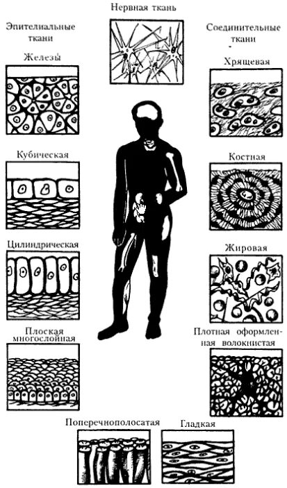 Все виды тканей человека рисунки. Виды ткани человека таблица с рисунками. Ткани человека и их функции рисунок. Виды тканей анатомия рисунки. Основное группа ткани человека