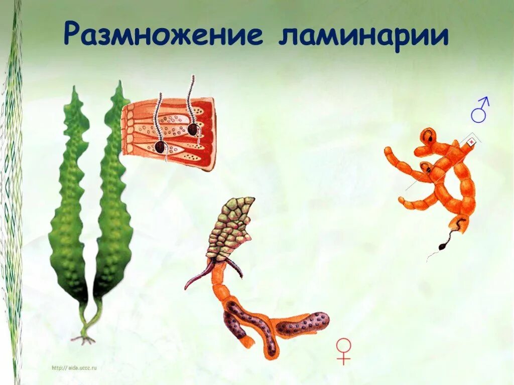 Цикл размножения ламинарии схема. Схема жизненного цикла бурой водоросли. Водоросли строение и размножение. Жизненный цикл водоросли ламинарии. Цикл размножения ламинарии схема.