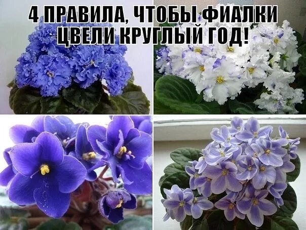 Что сделать чтобы фиалка зацвела. Узамбарская фиалка зоны. фиалка домашняя. фиалка расцвела. цветение фиалки.
