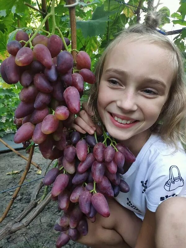 Сорт винограда велюр отзывы. Виноград Днепровский сувенир. Сорт винограда велюр. Виноград Талдун. Сорт винограда аватар.