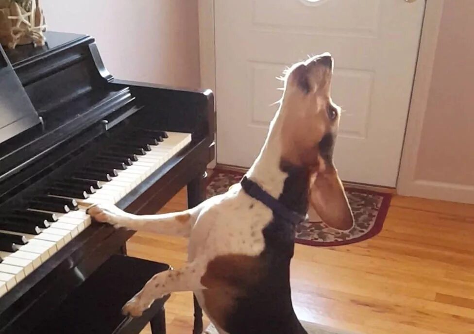 Собака поет. Собака играет на пианино. Собака с микрофоном. Басенджи собака поет. Собака поет в микрофон.
