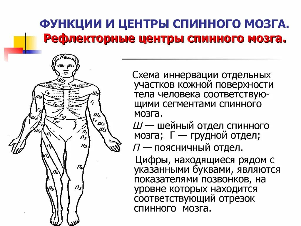Центры спинного мозга функции. Рефлекторная функция шейного сегмента спинного мозга. сегменты спинного мозга рефлекторная функция. центры рефлекторной функции спинного мозга. рефлекторная функция отделов спинного мозга сегменты спинного мозга.